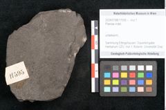 Foto (Objekt + Etikett) von Plantae indet.  (NHMW-GEO-2024-0188-11595)